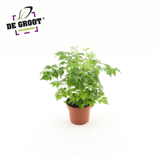 Radermachera sinica 25cm 12cm Pot