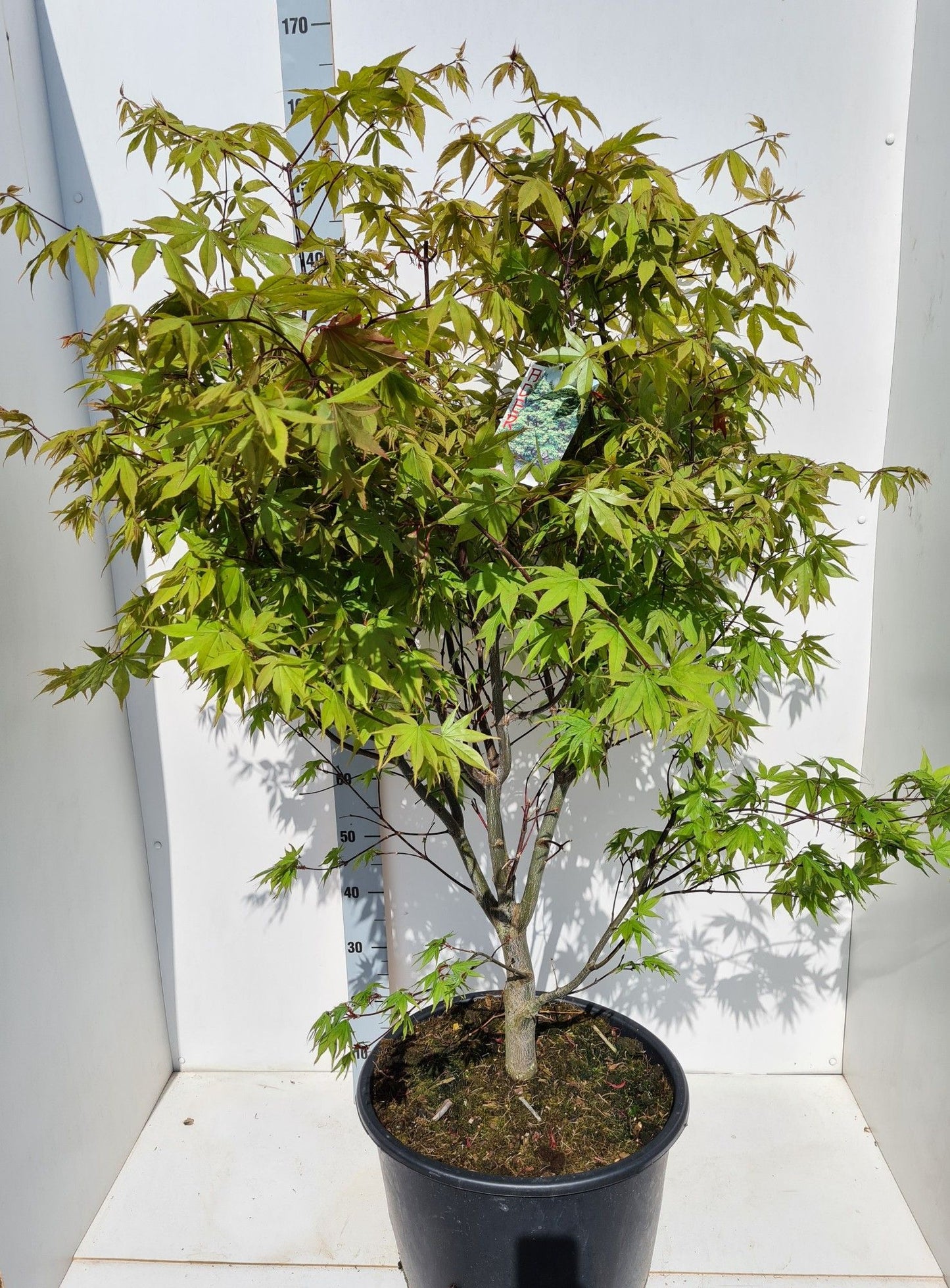 Acer palm. Osakazuki 150cm 43cm Pot
