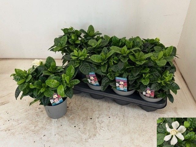 Gardenia jasminoides 29cm 13cm Pot