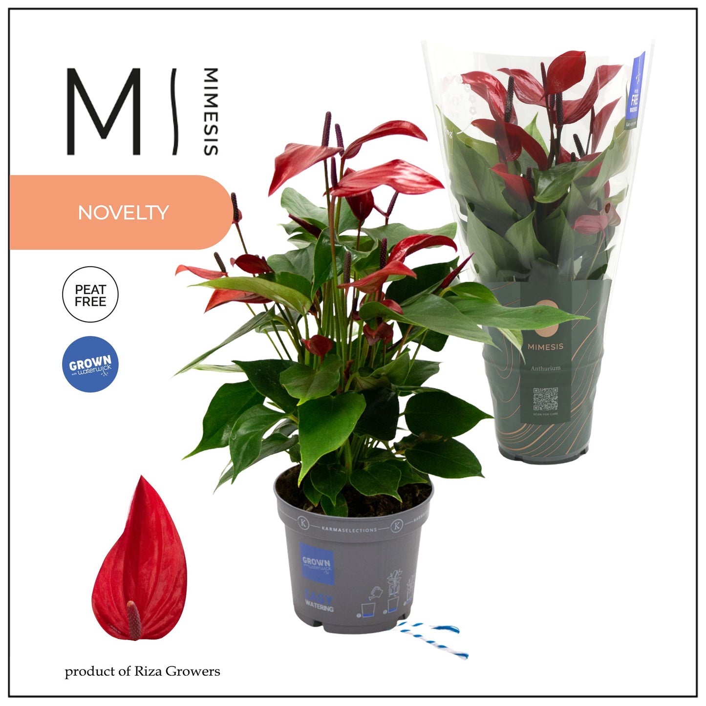 Anthurium Banderola Lava 45cm 12cm Pot