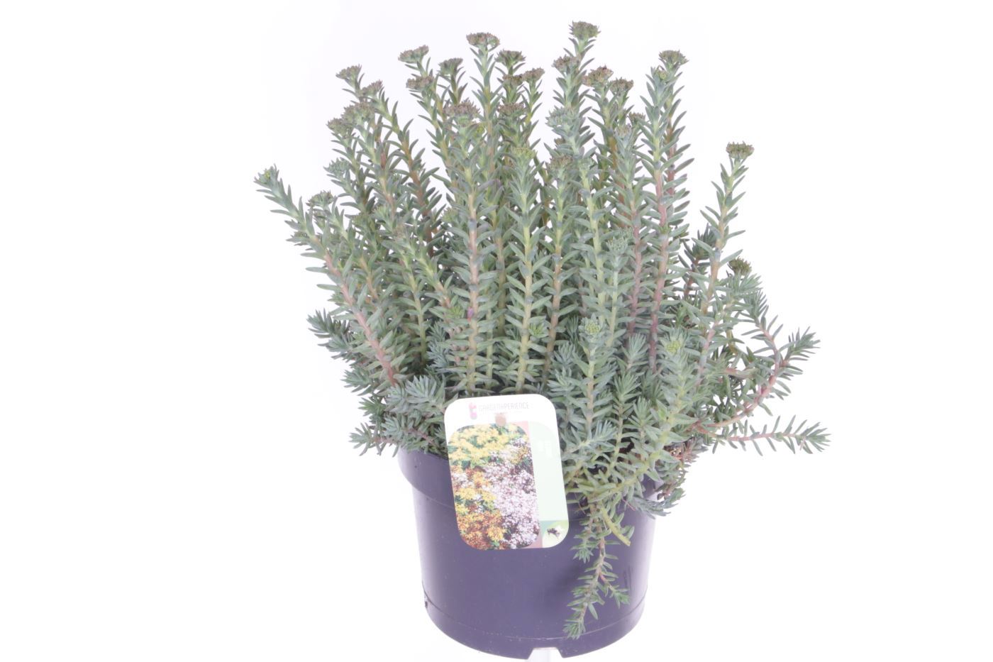 Sedum reflexum 30cm 17cm Pot