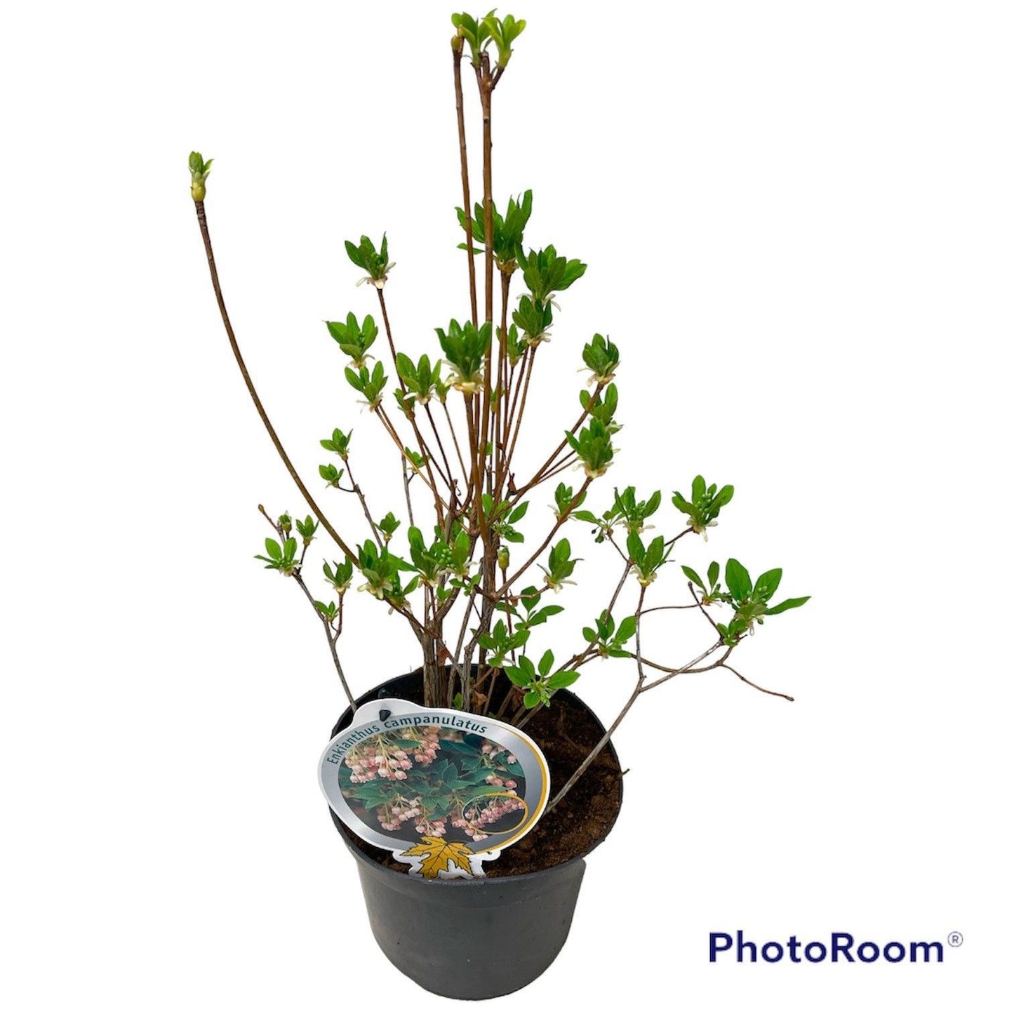 Enkianthus campanulatus 50cm 19cm Pot