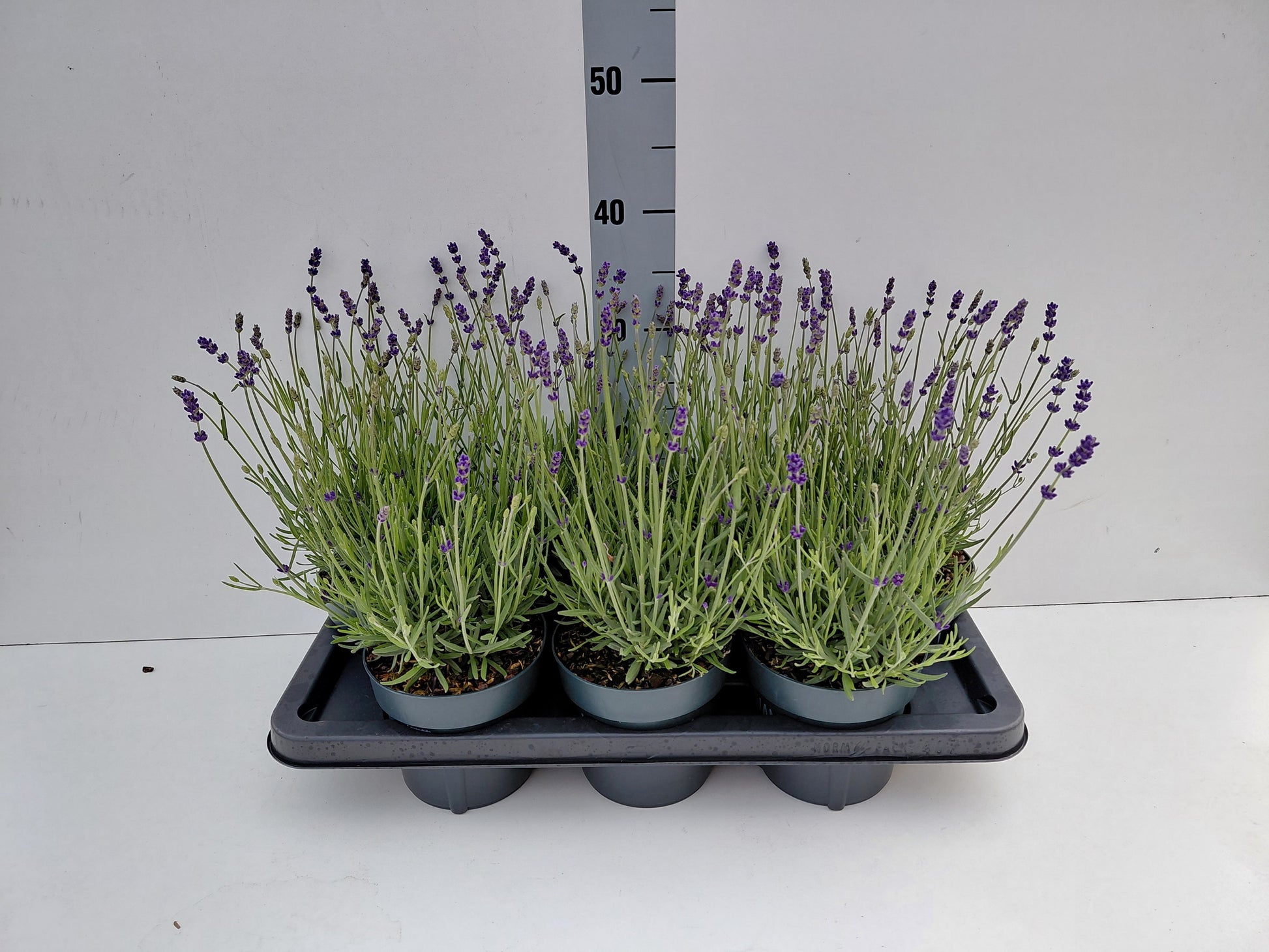Lavandula Hidcote 20cm 14cm Pot