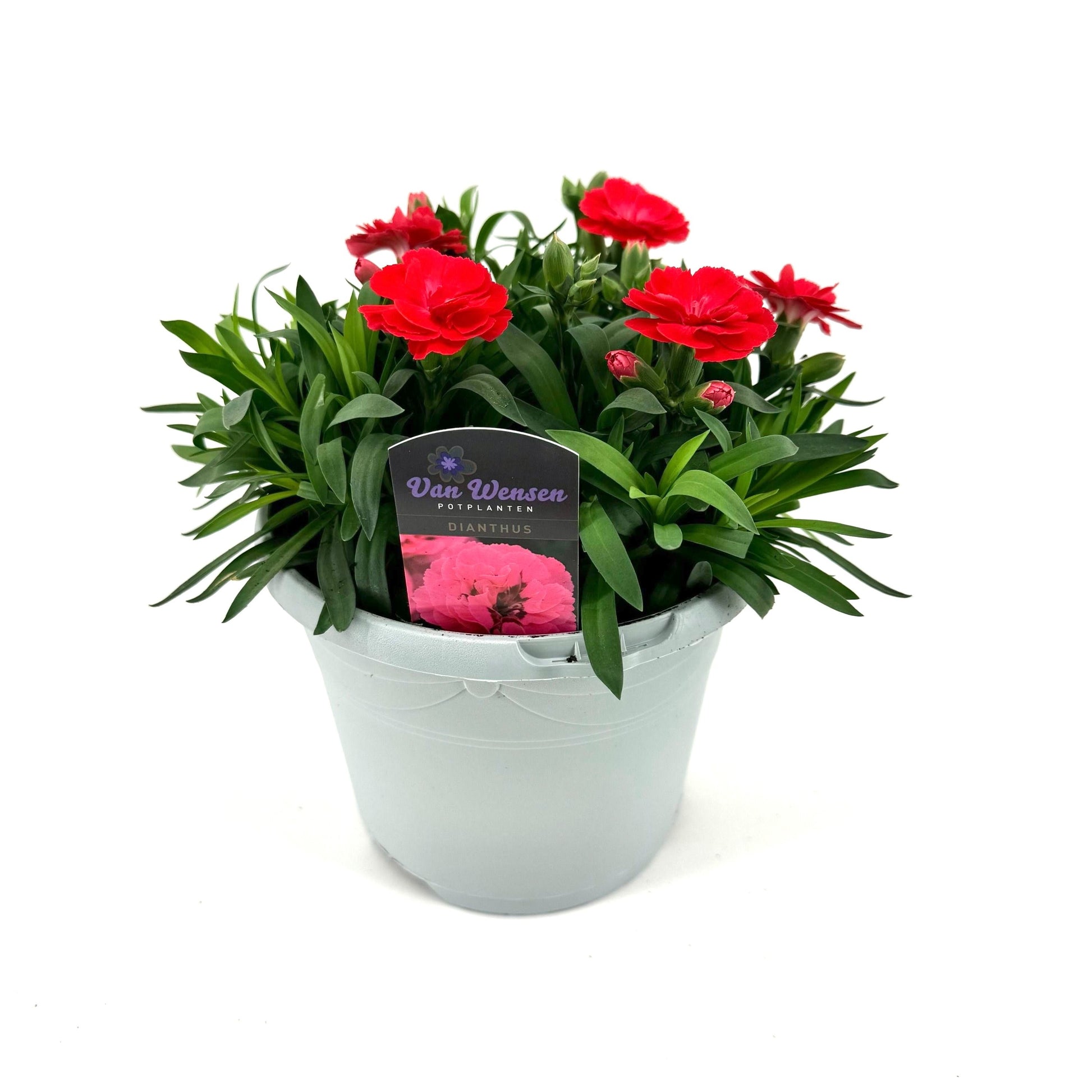 Dianthus Oscar salmon 25cm 17cm Pot