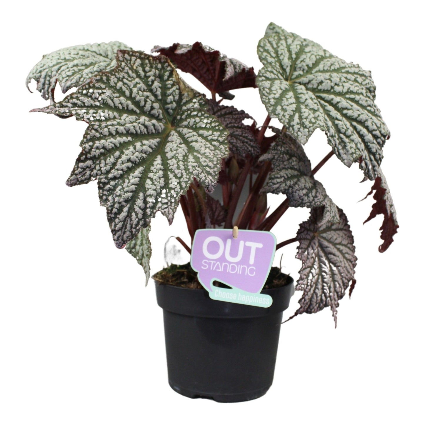 Begonia Stirling Moon 35cm 17cm Pot