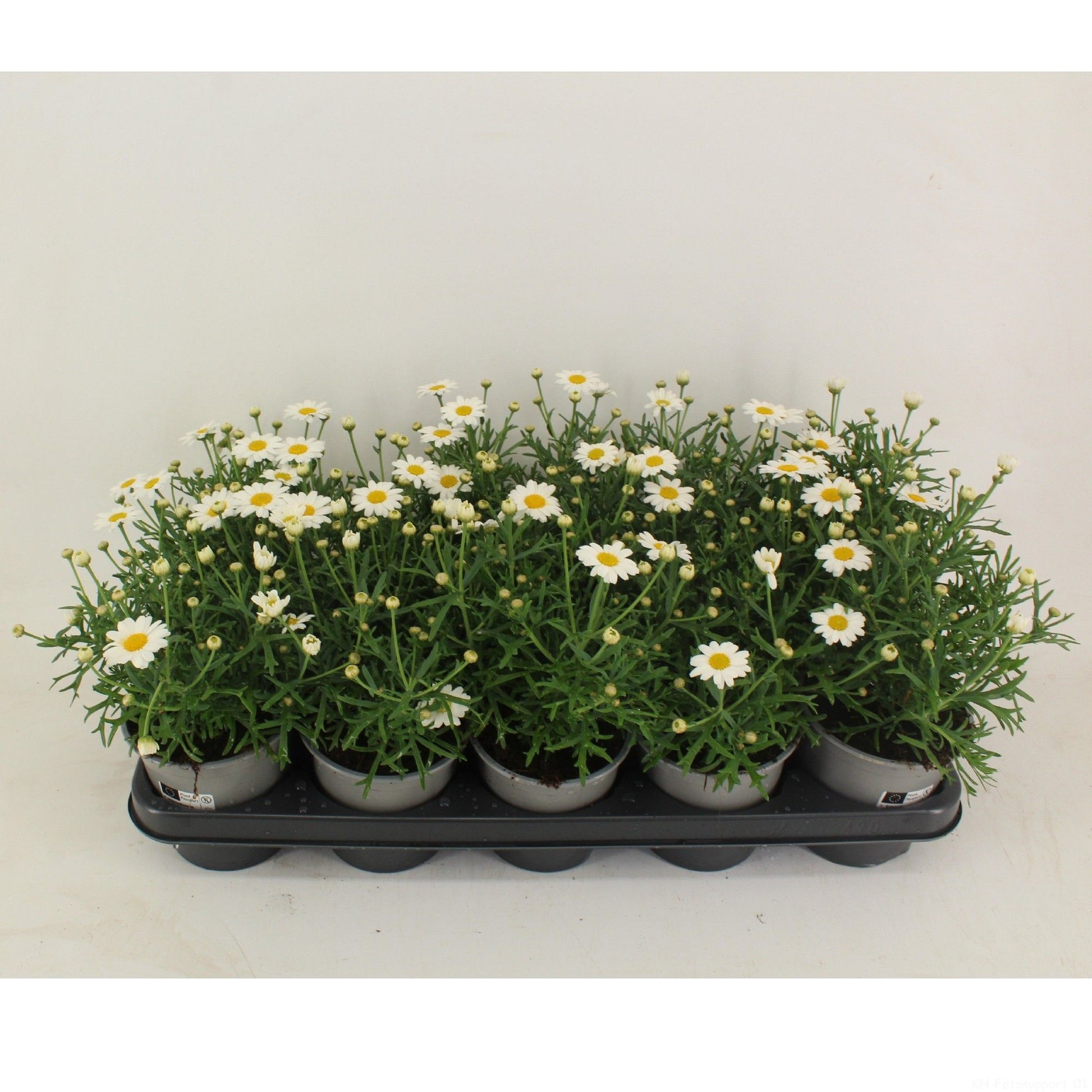 Argyranthemum La Rita Compact White 28cm 12cm Pot