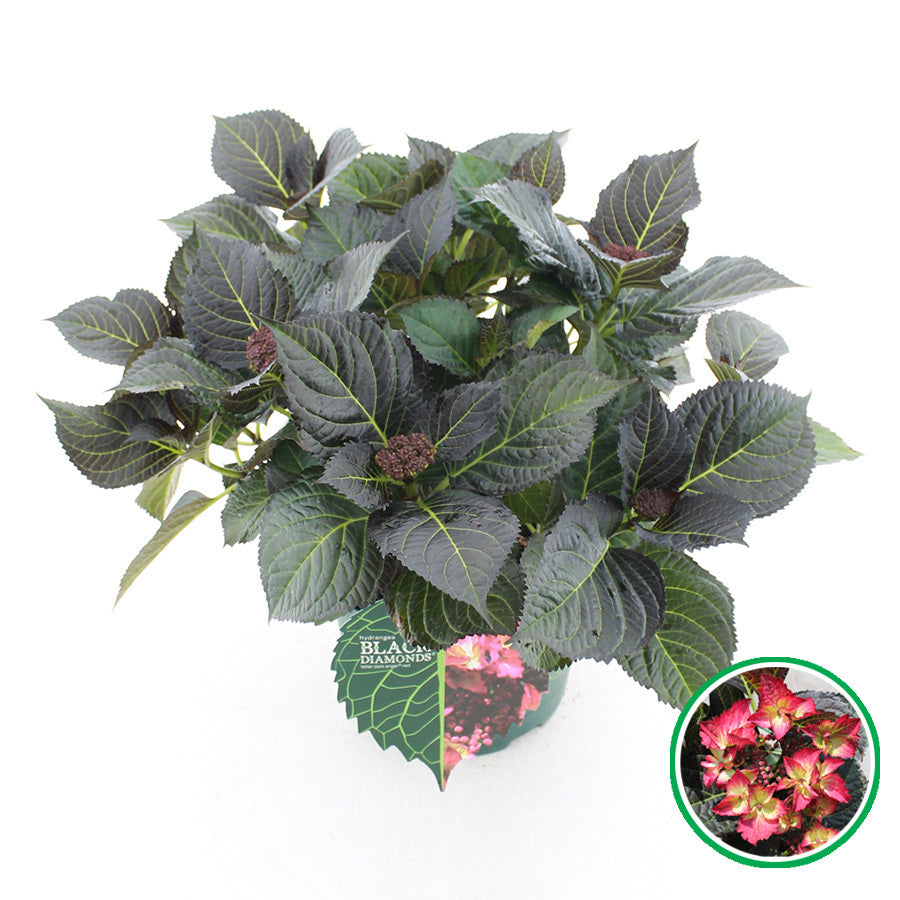 Hydr. macr. Black Diamonds Dark Angel 45cm 23cm Pot