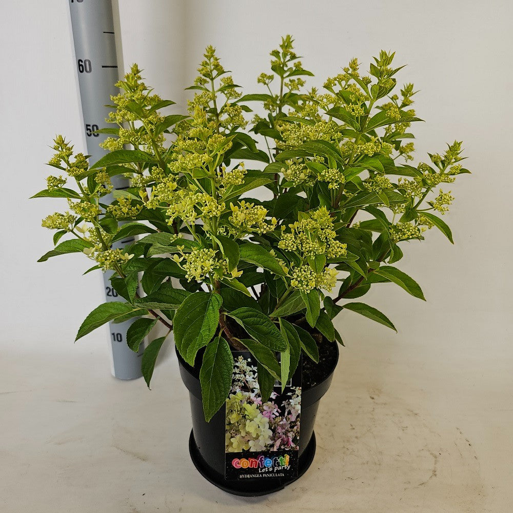 Hydrangea pan. Confetti 55cm 26cm Pot