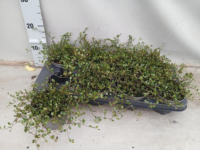 Muehlenbeckia australis 20cm 12cm Pot