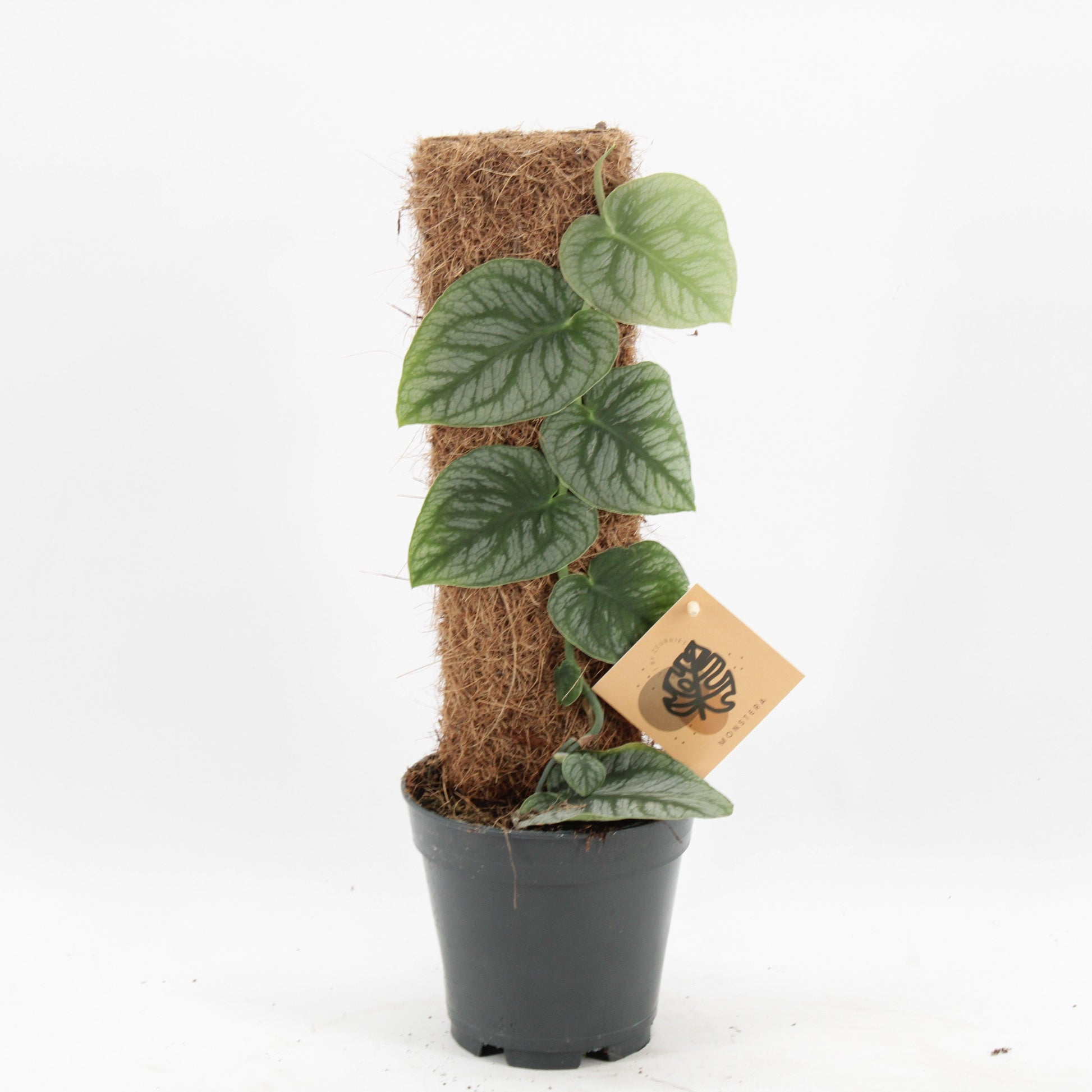 Monstera dubia 46cm 14cm Pot