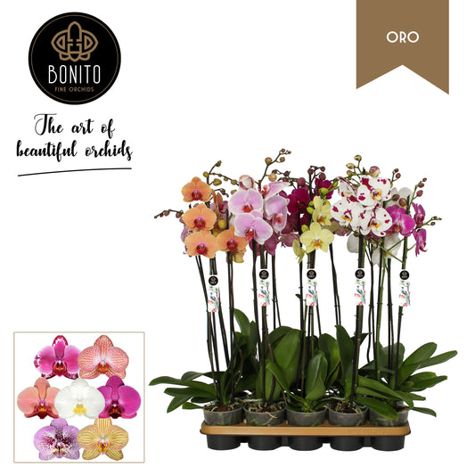 Phalaenopsis mix Oro 70cm 12cm Pot