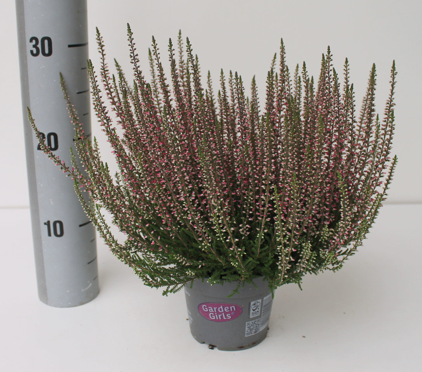 Janssen und Velling GbR Calluna Garden Girls red Pack of 8