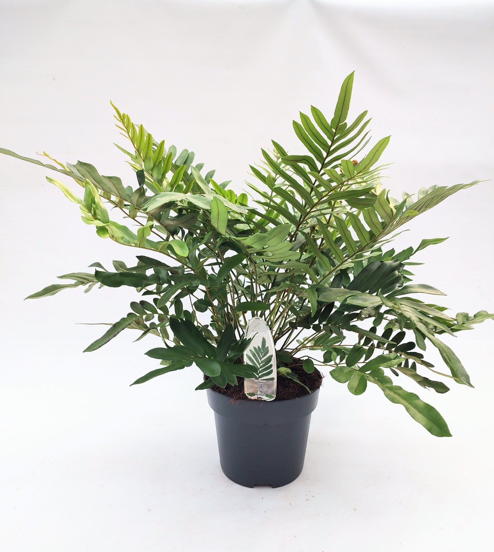Blechnum Tabulare 40cm 23cm Pot