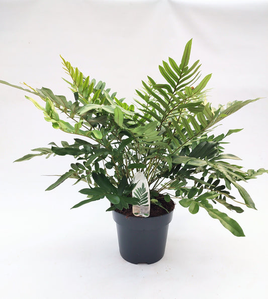 Blechnum Tabulare 40cm 23cm Pot