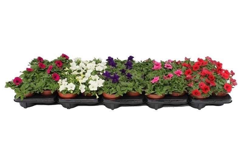 Petunia mix 25cm 13cm Pot