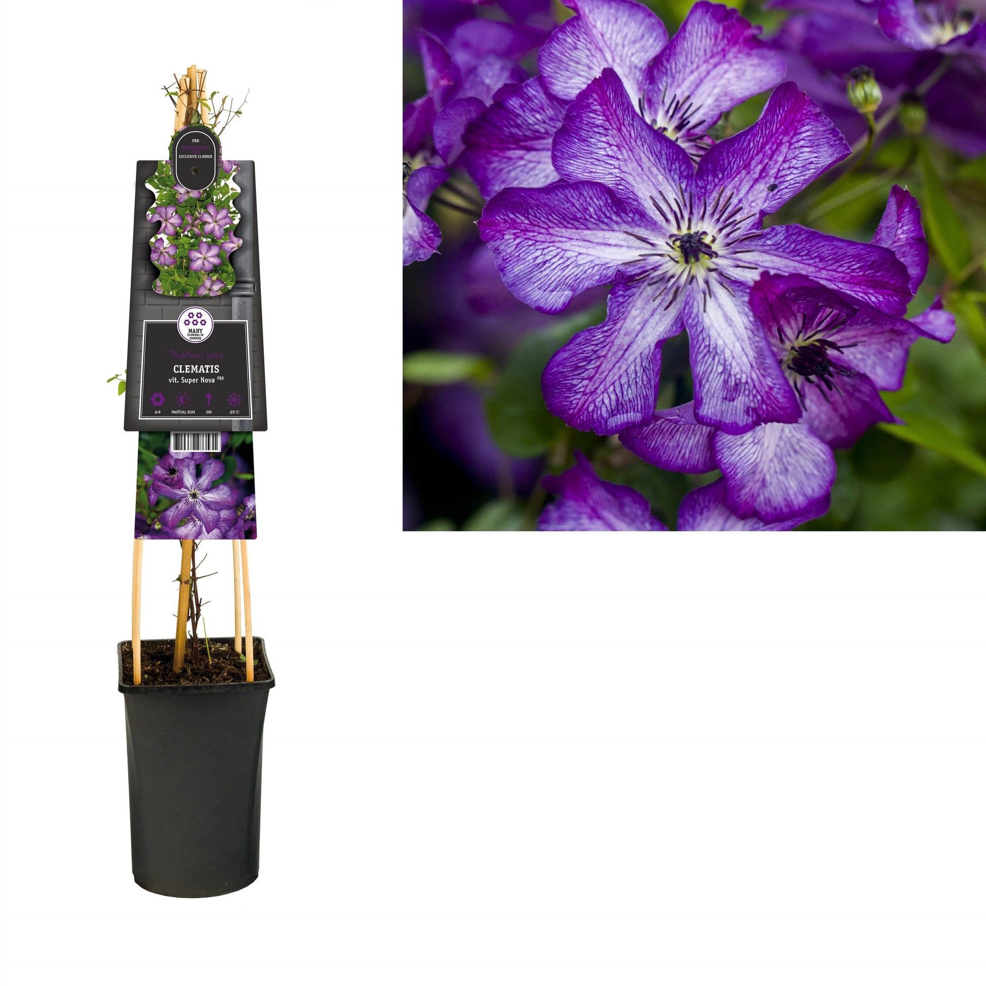 Clematis Super Nova 75cm 17cm Pot