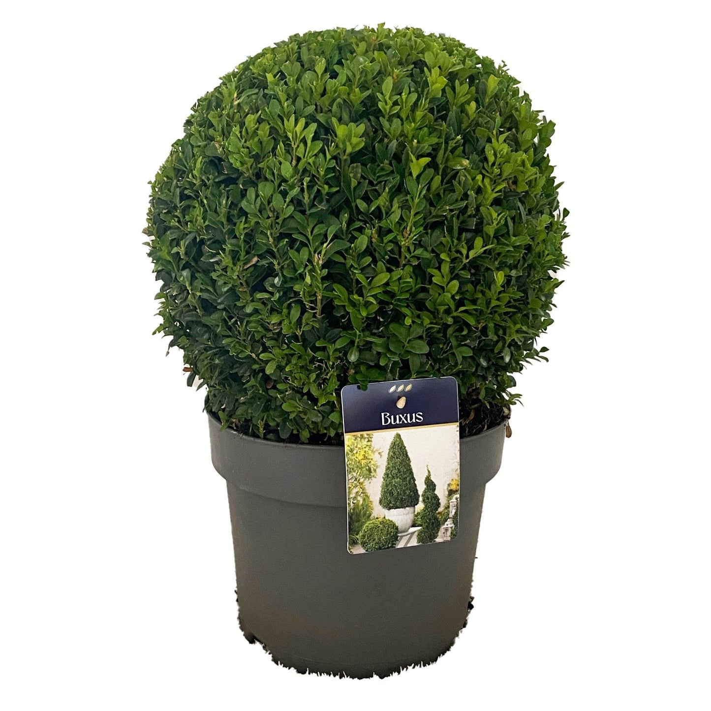 Buxus sempervirens ball 45cm 24cm Pot