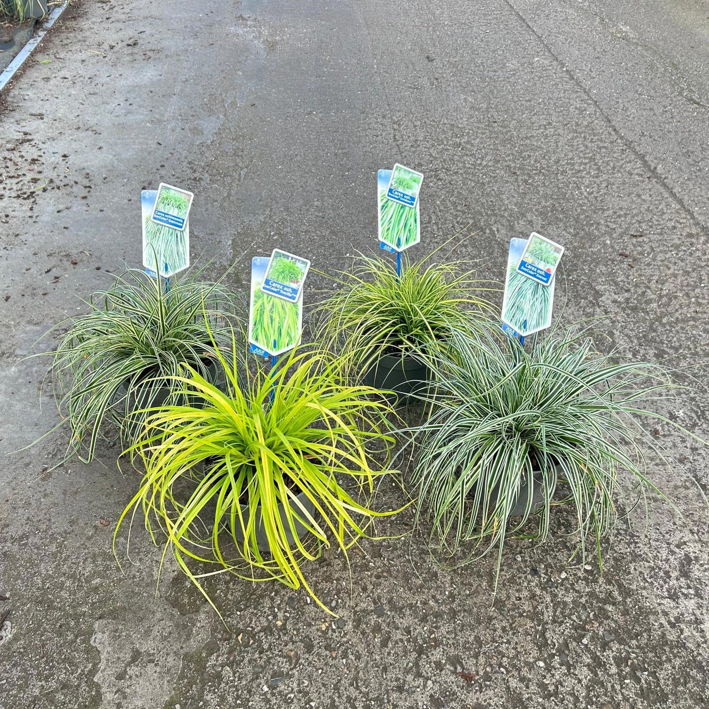 Carex oshimensis 35cm 17cm Pot