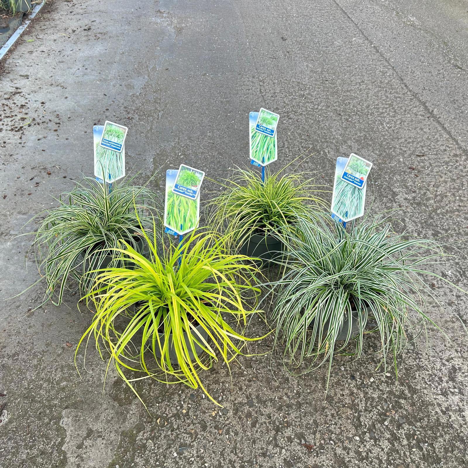 Carex oshimensis 35cm 17cm Pot