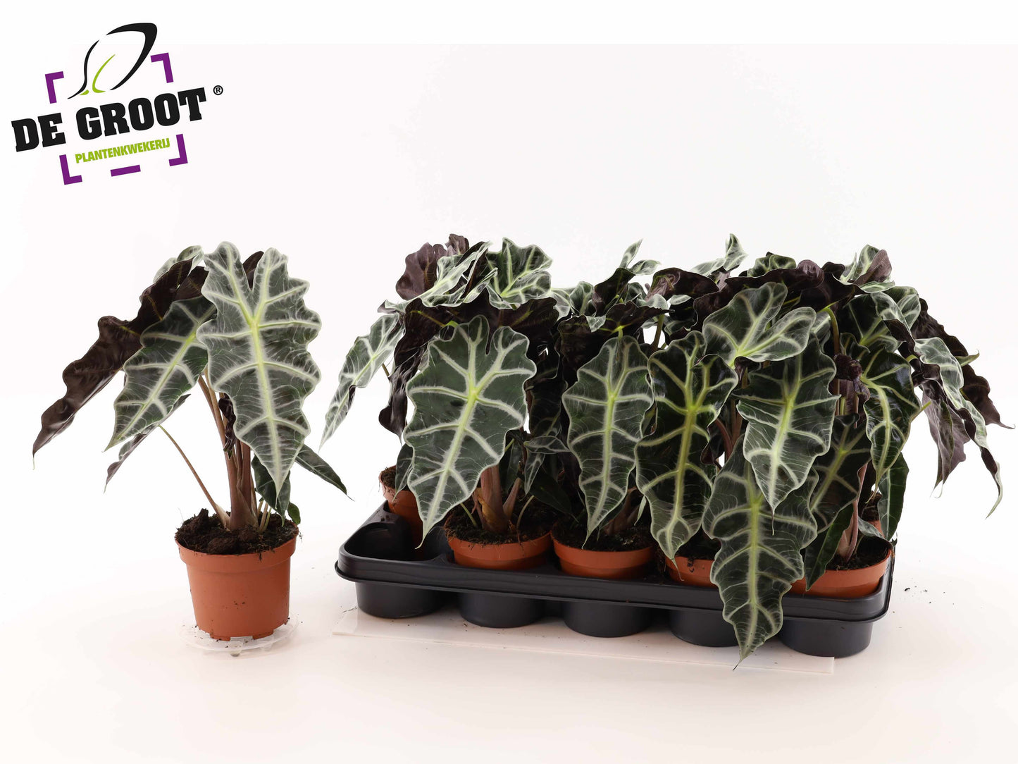 Alocasia Polly 35cm 12cm Pot