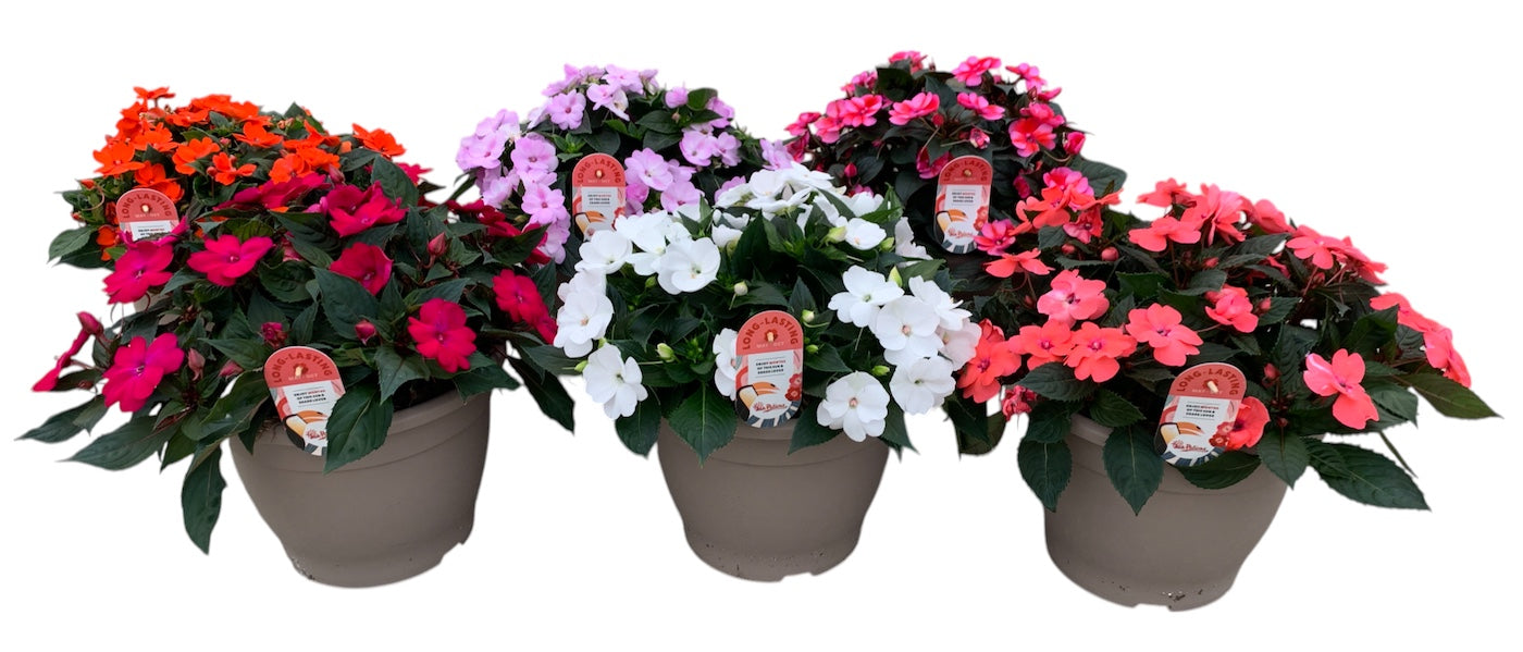 Impatiens Sunpatiens mix 40cm 32cm Pot