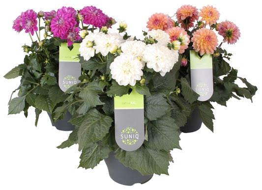 Dahlia Suniq XXL mix 60cm 23cm Pot