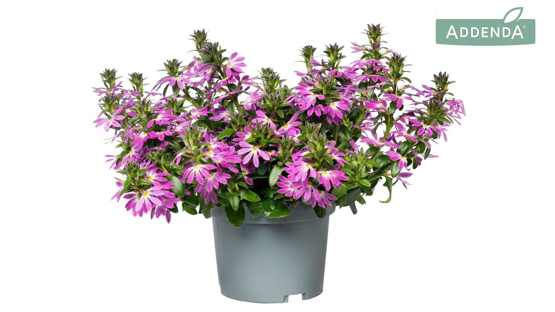 Scaevola Pink Touch 20cm 12cm Pot