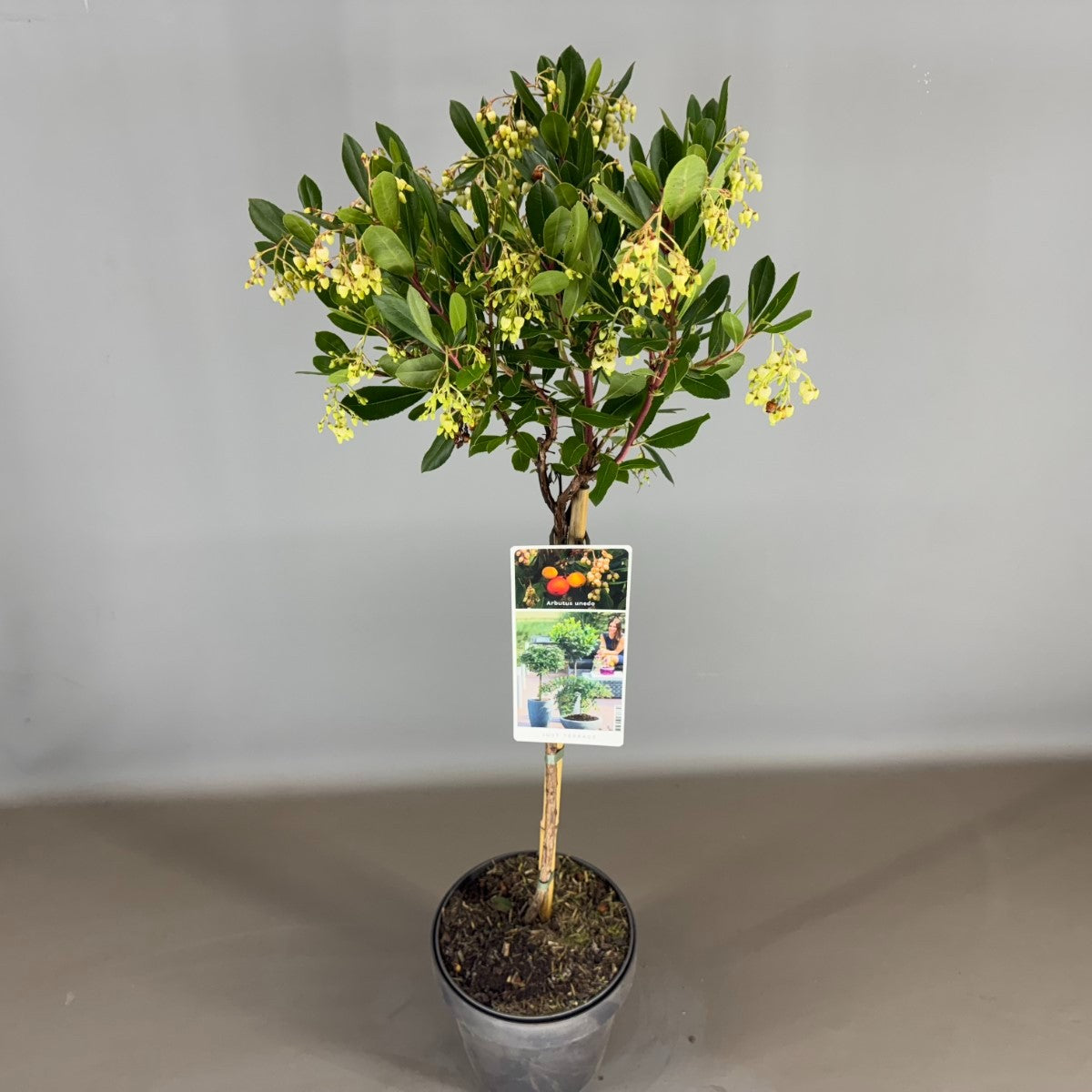 Arbutus unedo 85cm 19cm Pot