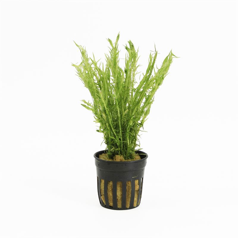 Mayaca fluviatilis 10cm 5cm Pot