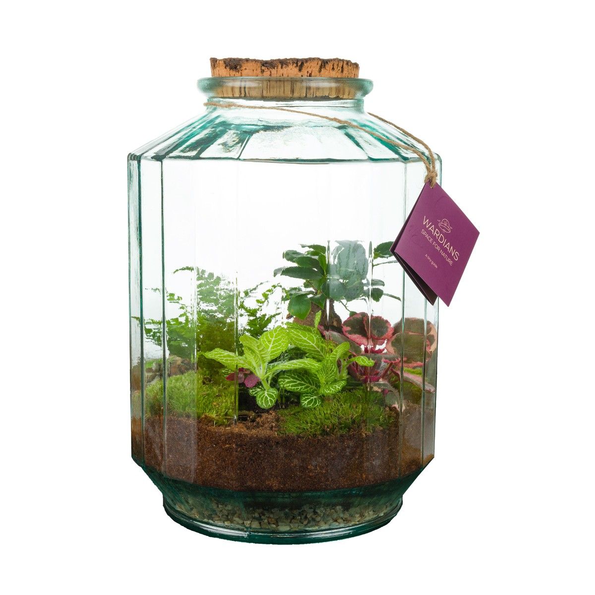 arr. Wardians 900 Strepe 35cm 25cm Pot