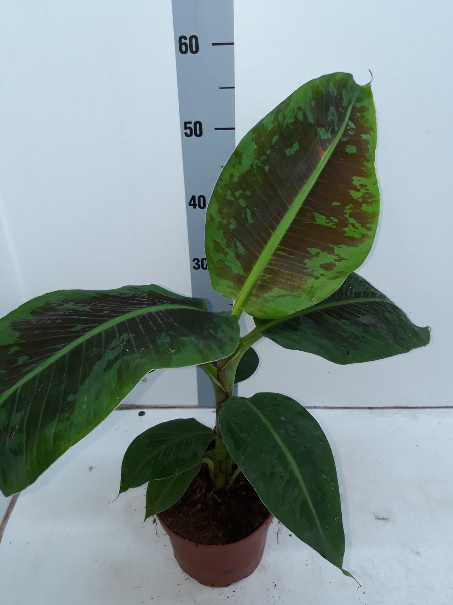 Musa Tropicana 55cm 17cm Pot
