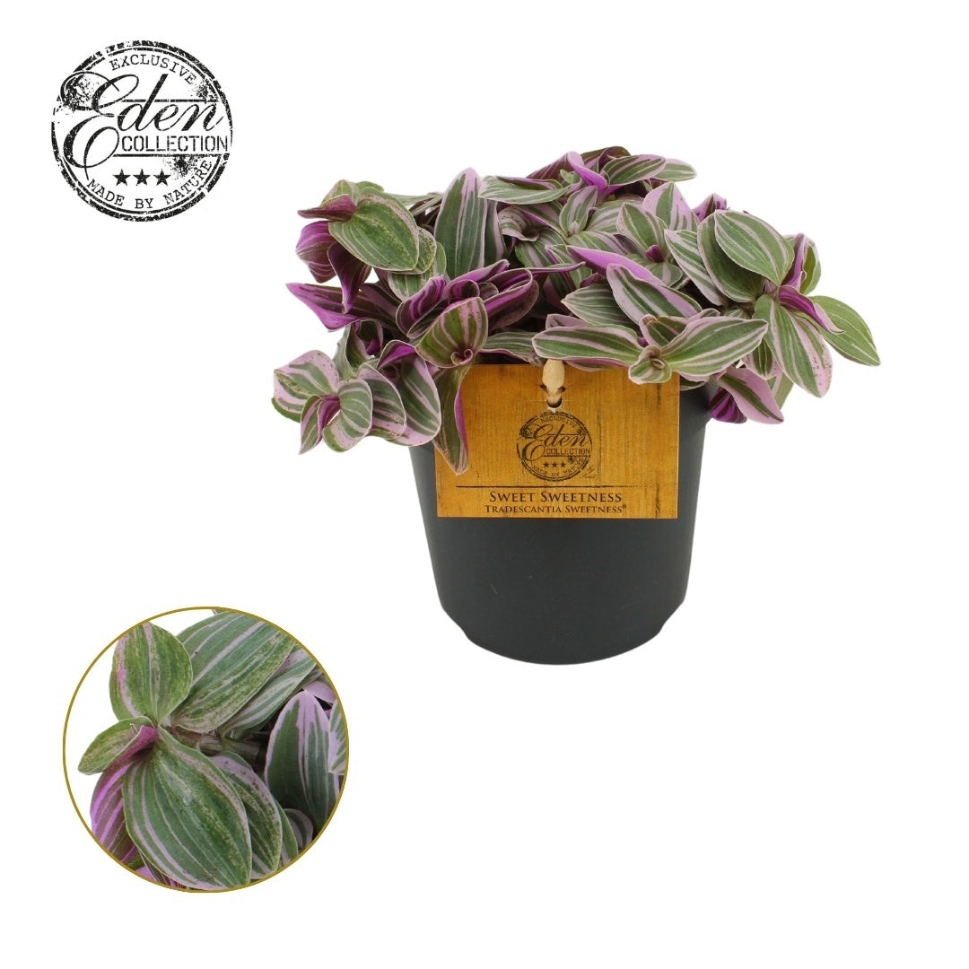 Tradescantia Sweetness 510cm Pot