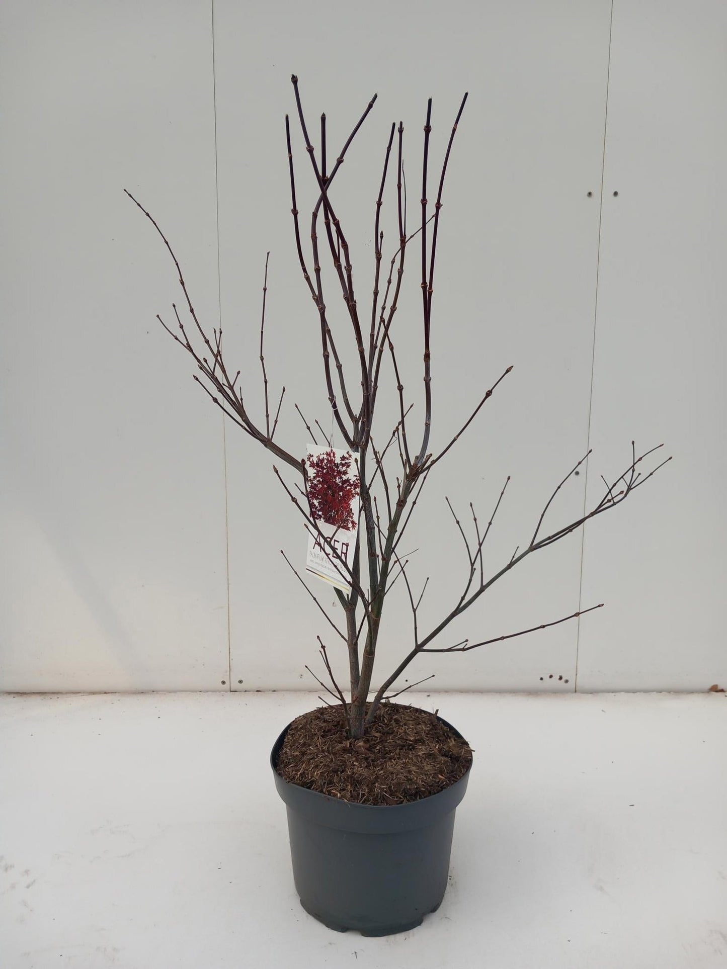 Acer palm. Atropurpureum 90cm 29cm Pot