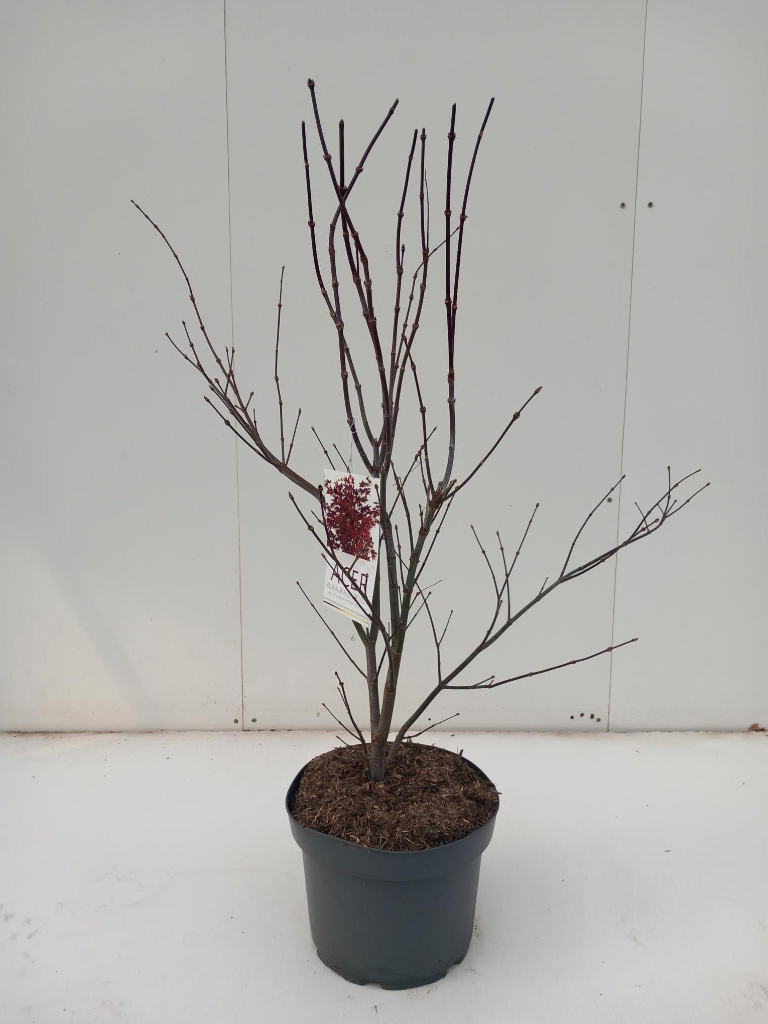 Acer palm. Atropurpureum 90cm 29cm Pot