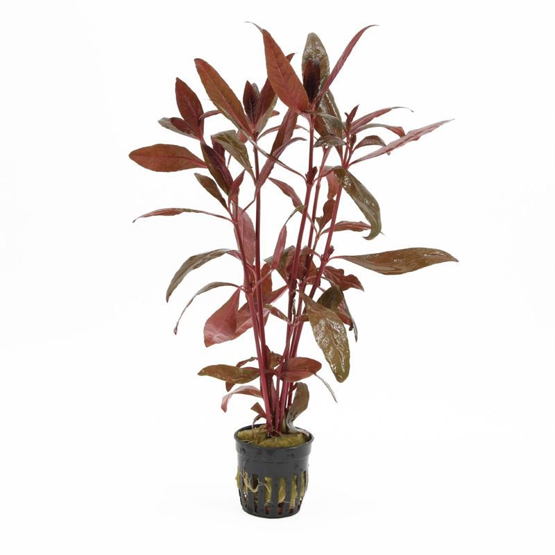 Alternanthera 10cm 5cm Pot