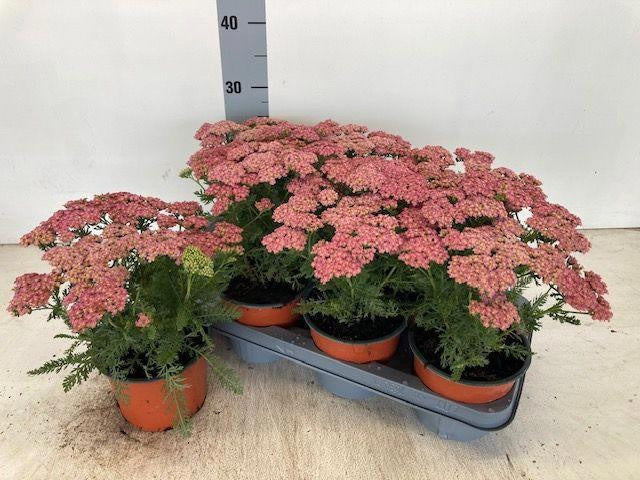 Achillea millefolium 25cm 14cm Pot