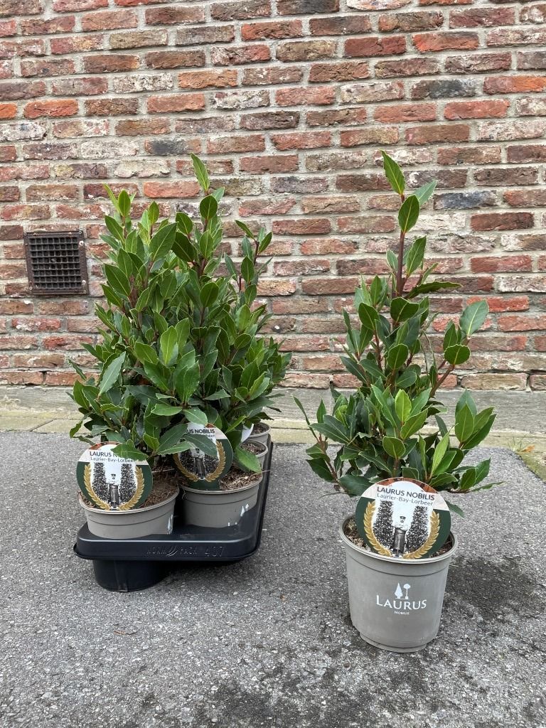 Laurus kitchen laurel 45cm 14cm Pot