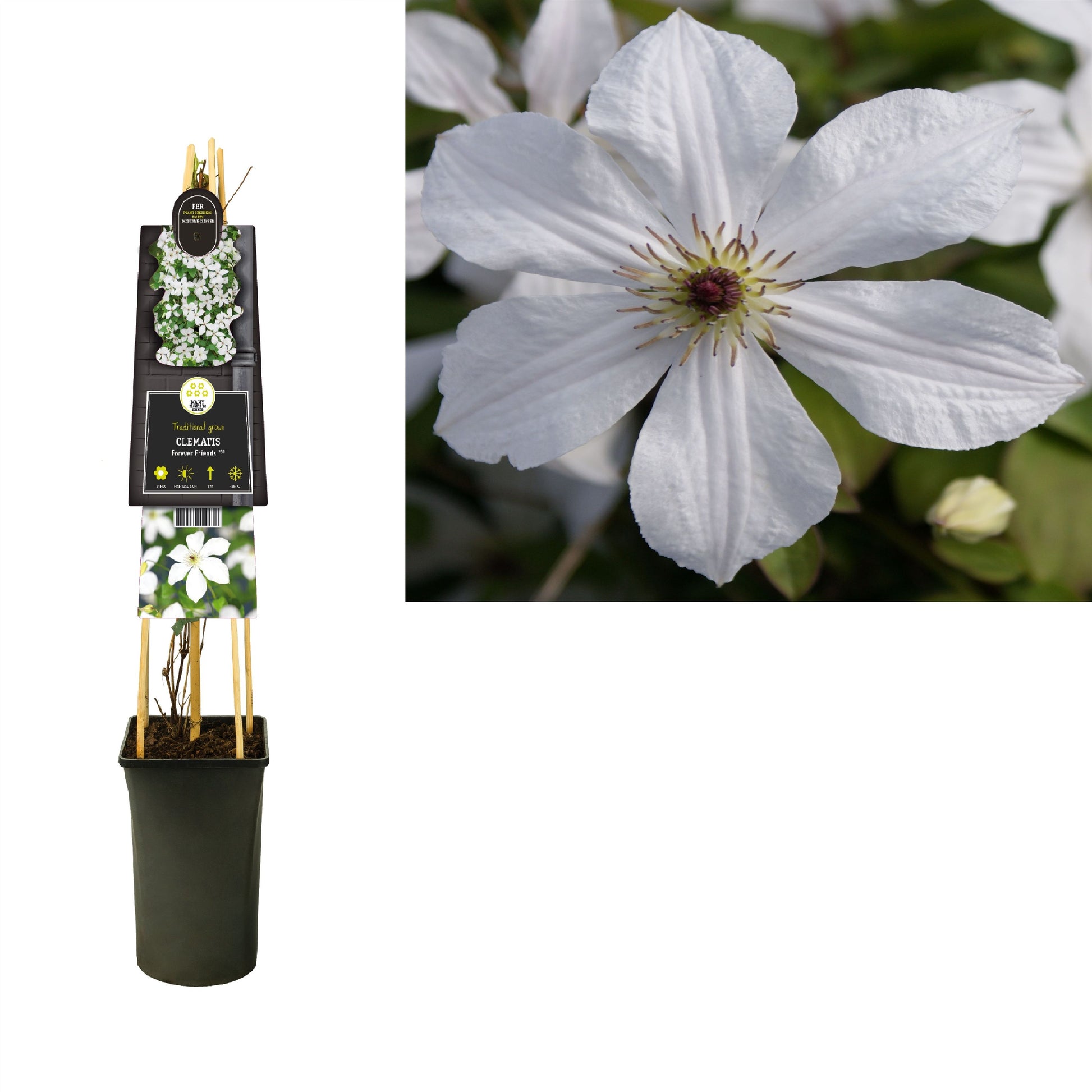 Clematis Forever Friends 75cm 17cm Pot
