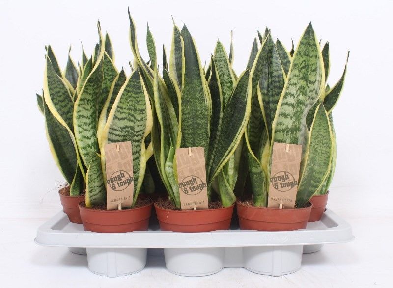 Sansevieria Futura Superba 50cm 14cm Pot
