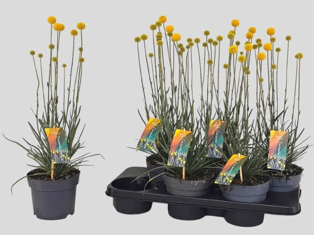 Craspedia globosa Golf Beauty 50cm 15cm Pot