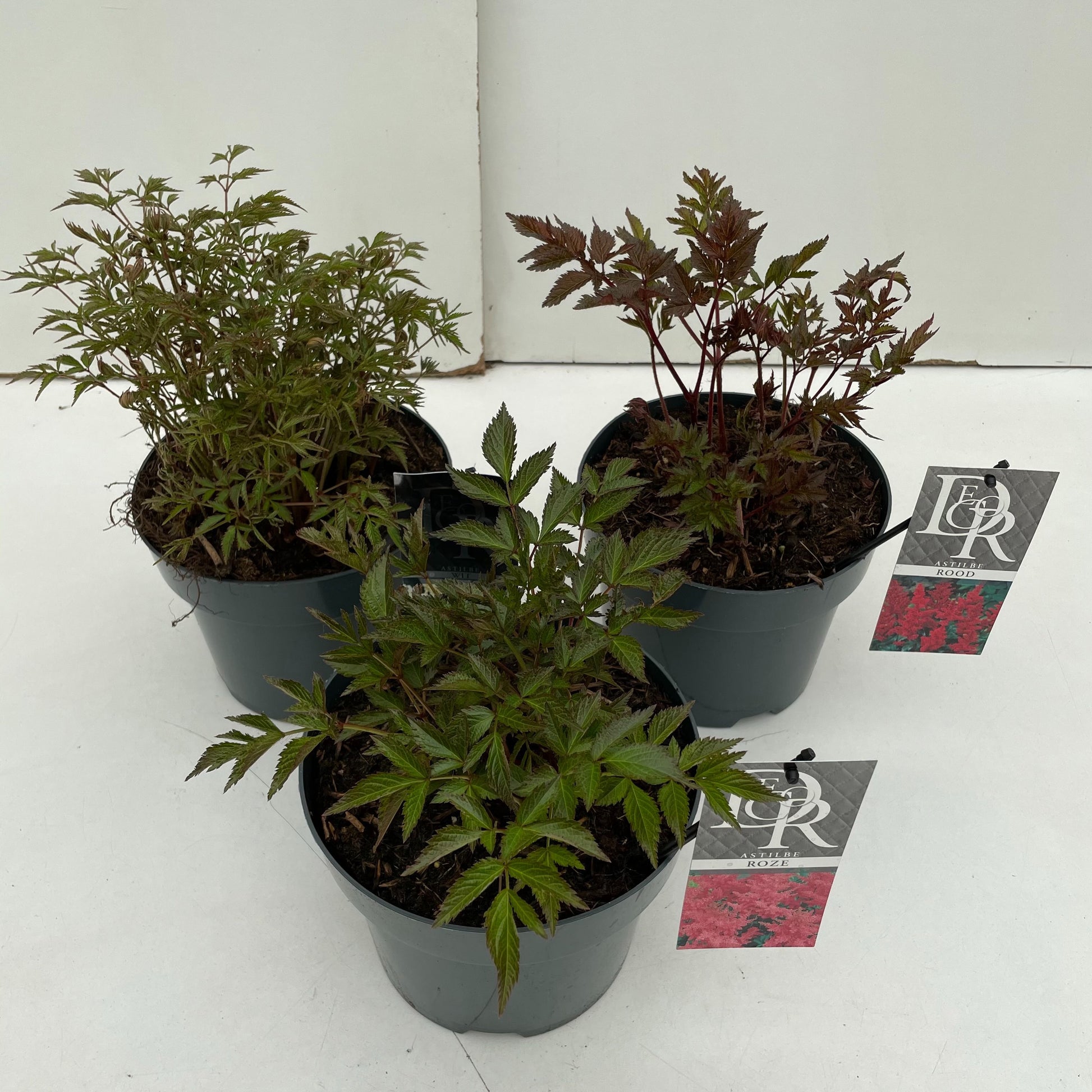 Astilbe mix 30cm 19cm Pot