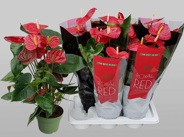 Anthurium Oklahoma 65cm 17cm Pot