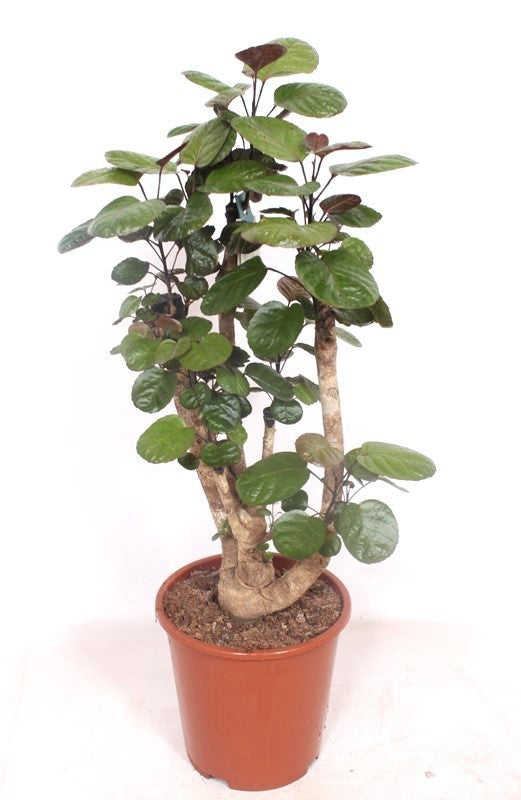 Polyscias Fabian 120cm 27cm Pot