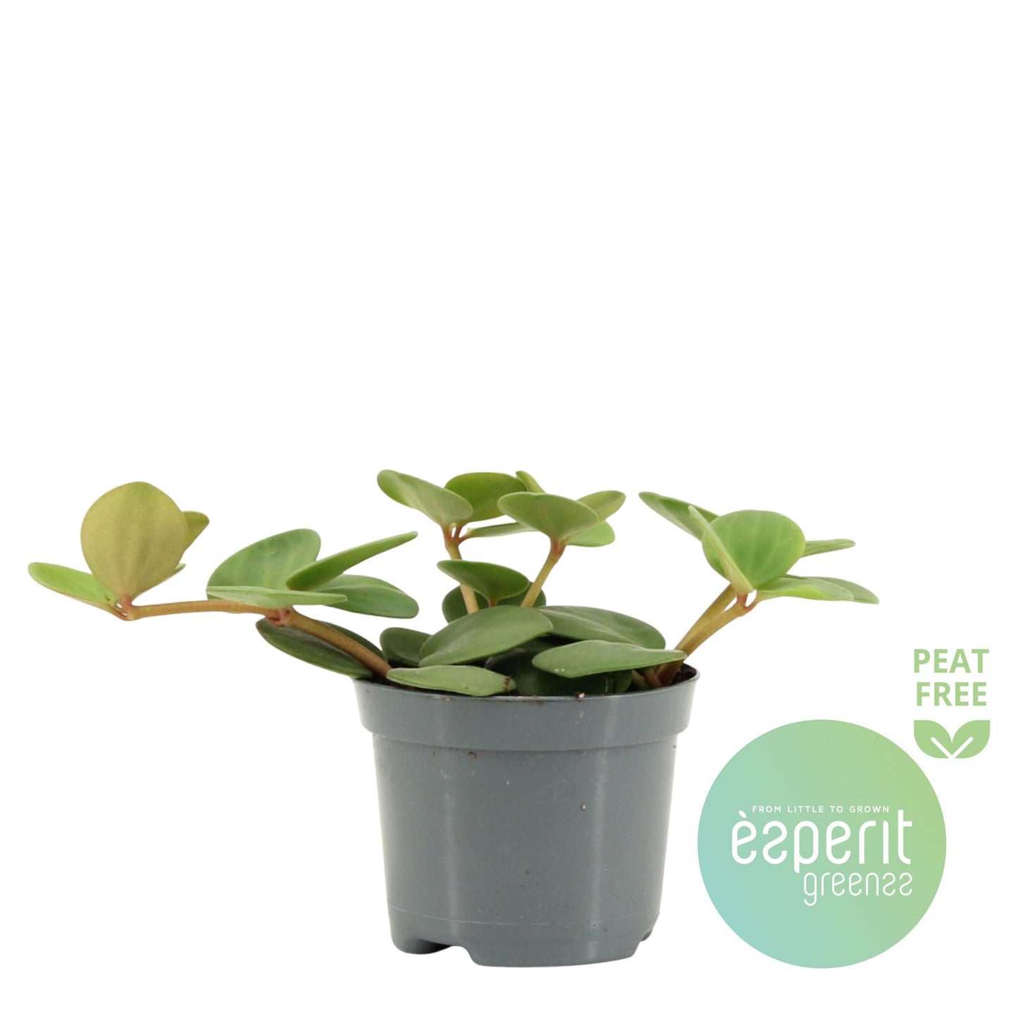 Peperomia Hope 10cm Special Pot (508)