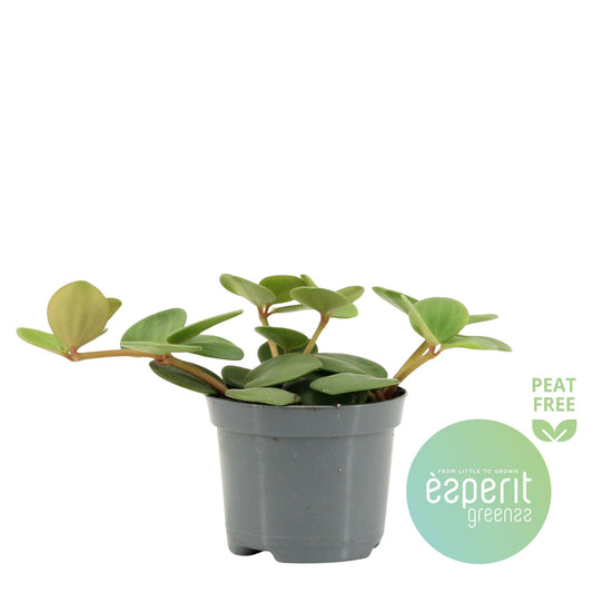 Peperomia Hope 10cm Special Pot (508)