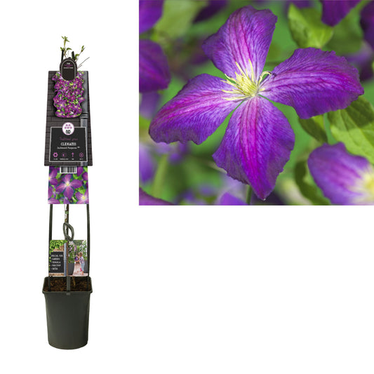 Clematis So Many Purple Flowers 115cm 23cm Pot