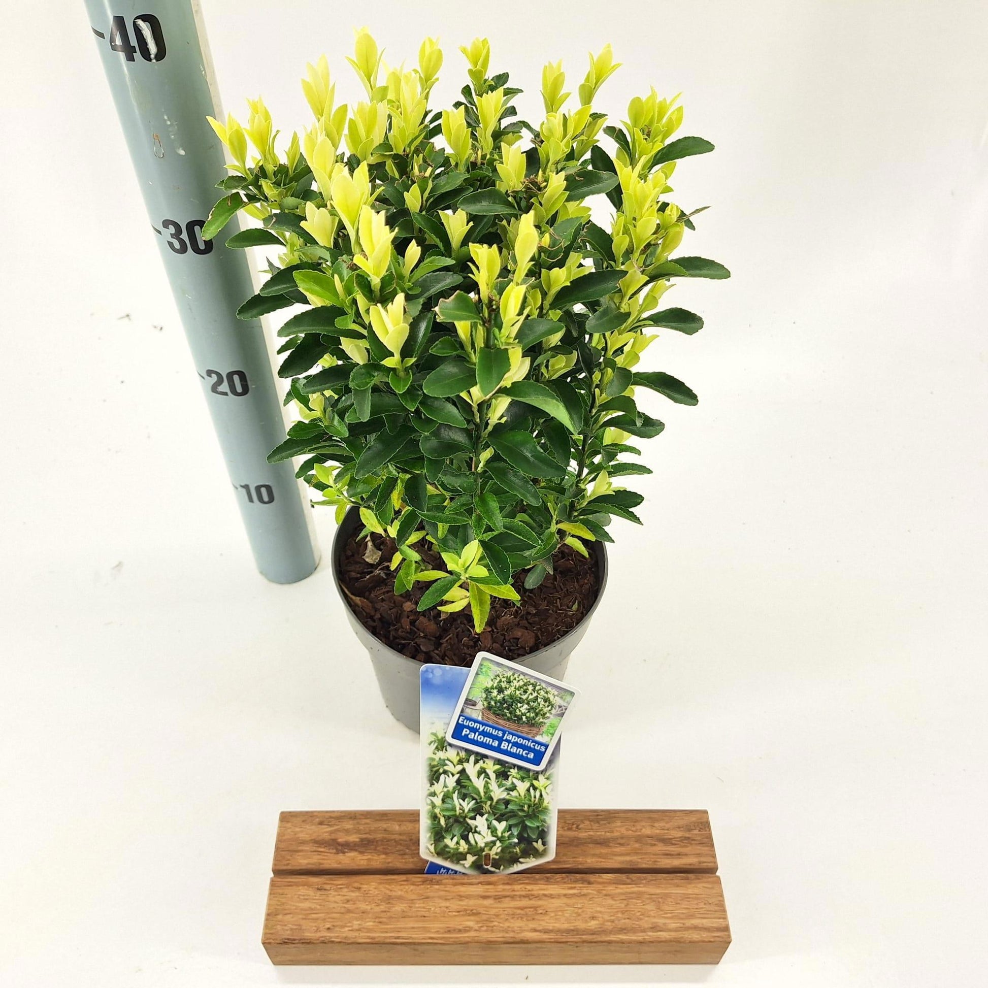 Euonymus Paloma blanca 35cm 17cm Pot