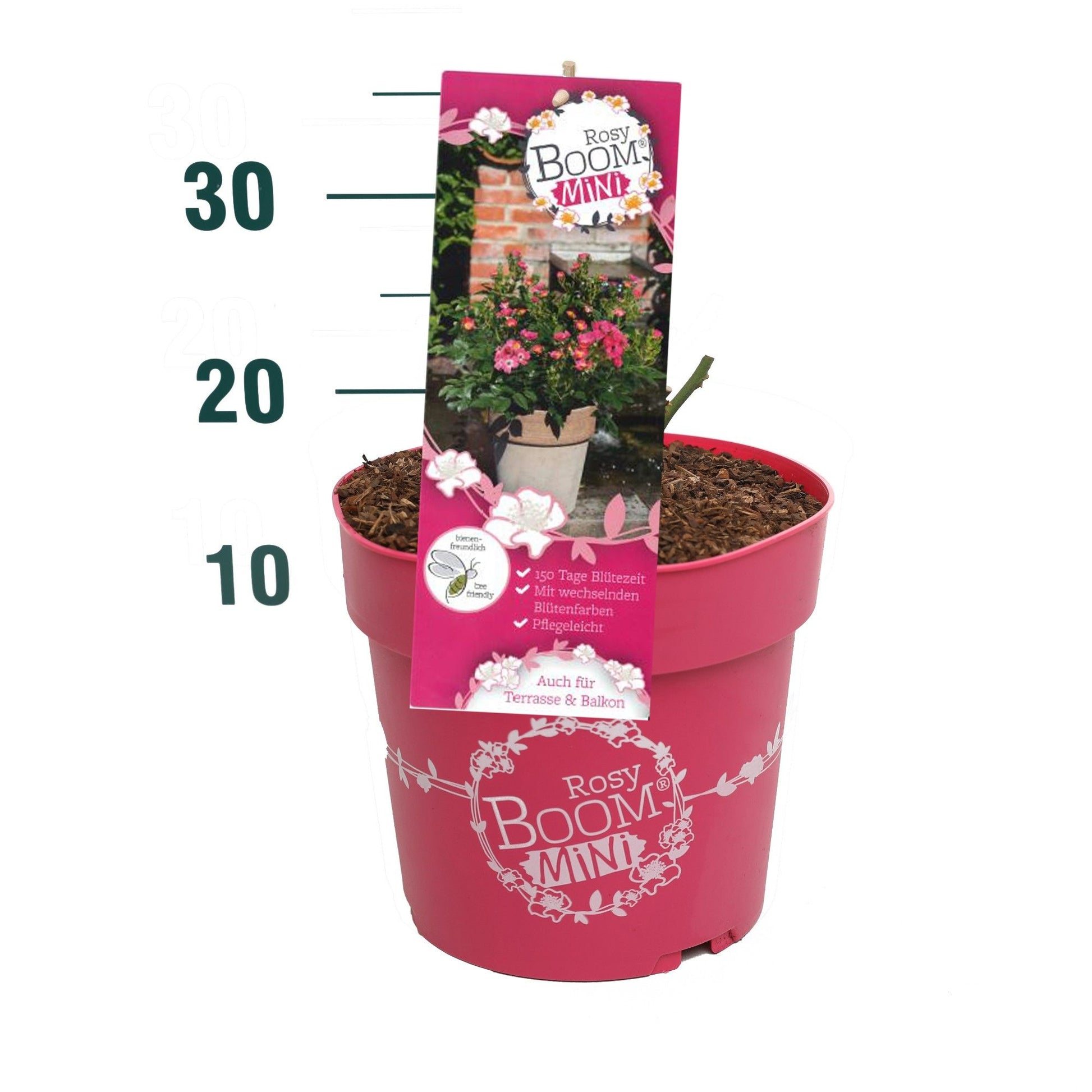 Rosa Hybrid 25cm 24cm Pot