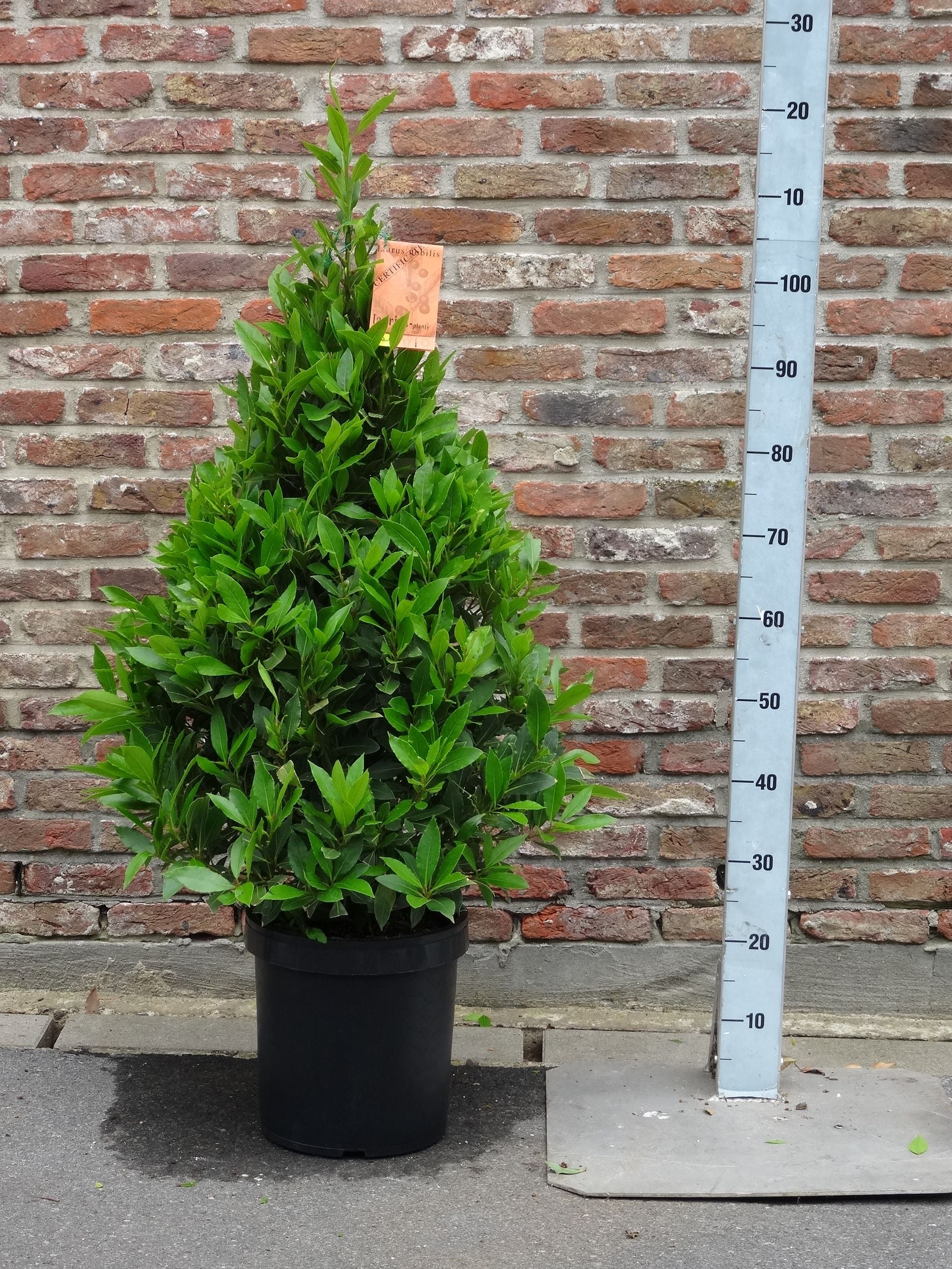 Laurus nobilis pyramid 120cm 25cm Pot
