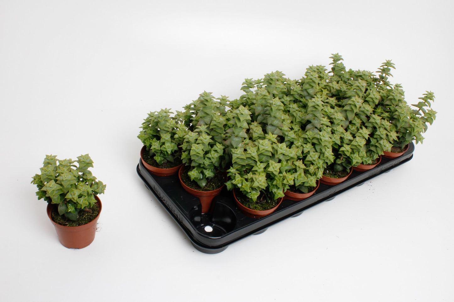 Crassula perforata 15cm 8.5cm Pot